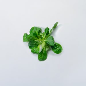Feldsalat